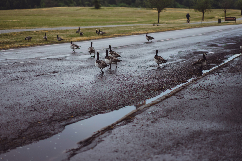 Common Causes of Puddles and Rutting on Asphalt